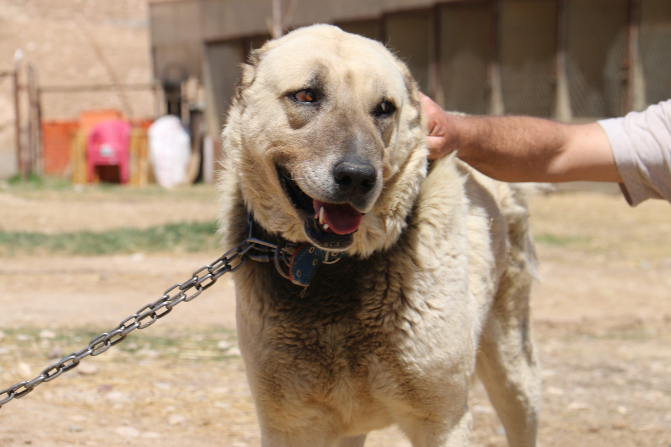 Kangal Köpeklerini Depresyona Sokan 5 Şaşırtıcı Hava Değişikliği Etkisi
