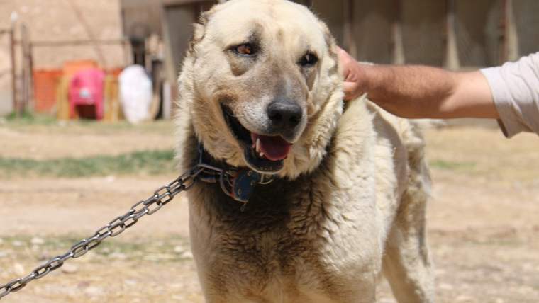 Açık alanda zincirle bağlı büyük, açık renkli bir köpek duruyor; bir kişi köpeğin başına dokunuyor.