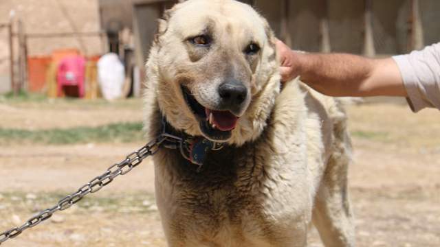 Kangal Köpeklerini Depresyona Sokan 5 Şaşırtıcı Hava Değişikliği Etkisi