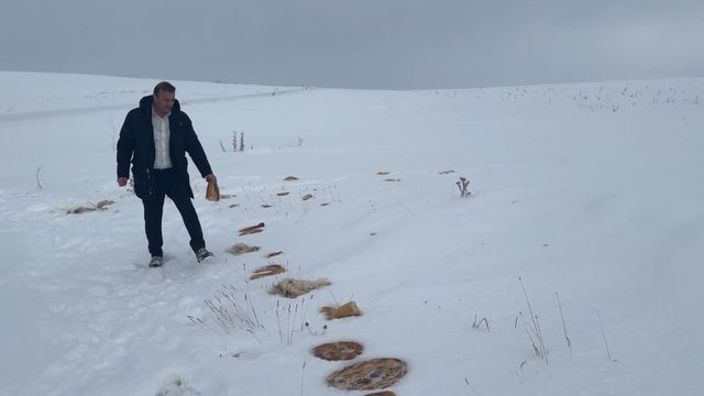 Sivas’ta Kurt Paniği: Köye İnen Yaban Hayvanları İçin Doğaya Yiyecek Bırakıldı