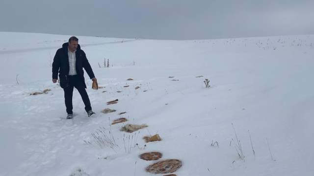 Sivas’ta Kurt Paniği: Köye İnen Yaban Hayvanları İçin Doğaya Yiyecek Bırakıldı