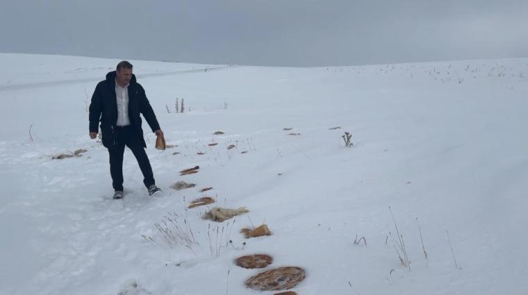 Sivas’ta Kurt Paniği: Köye İnen Yaban Hayvanları İçin Doğaya Yiyecek Bırakıldı
