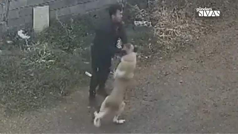 Bir kişi, havlayan bir Kangal köpeğini durdurmaya çalışıyor.