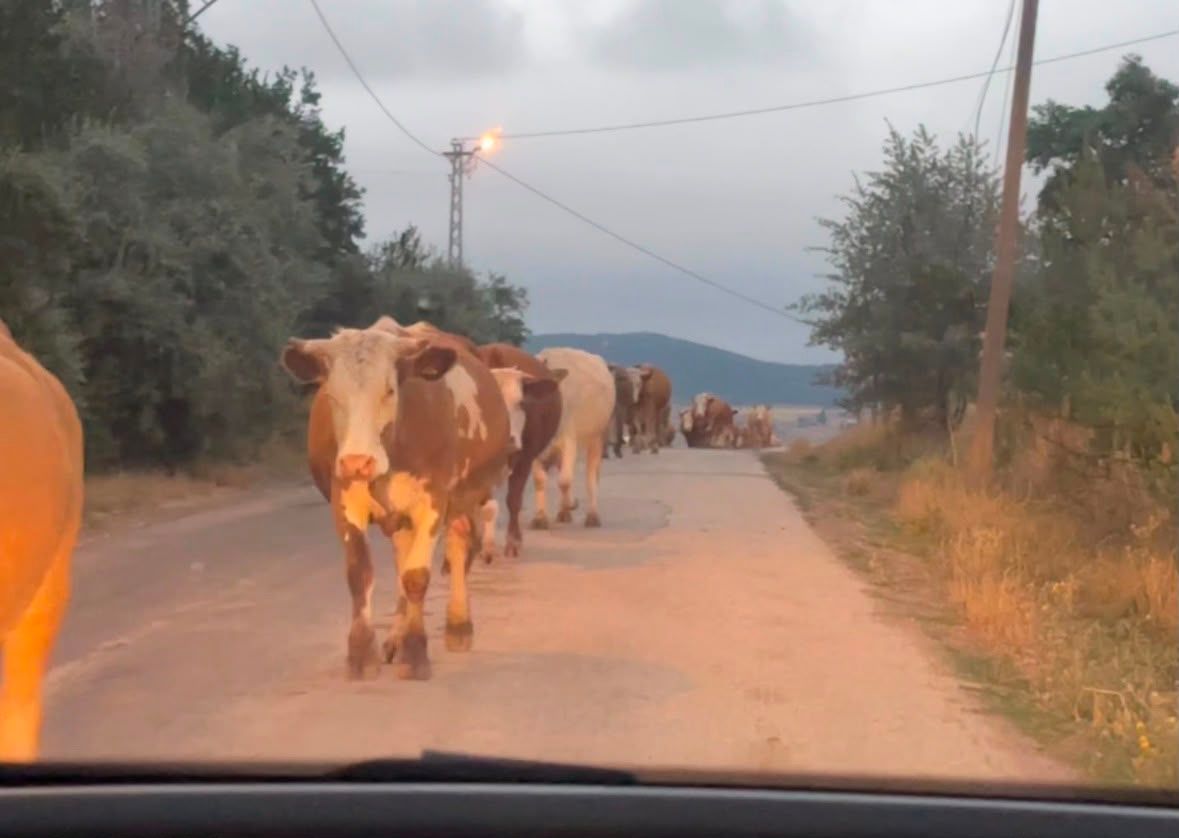 Yıldızeli'nde Şaşırtan Manzara!
