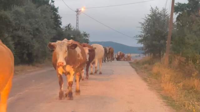 Yıldızeli'nde Şaşırtan Manzara!