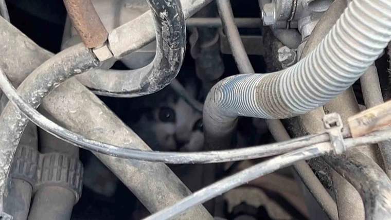Sürücünün zamanında durması yavru kedinin kurtarılmasını sağladı