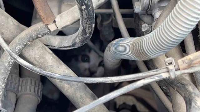 Sürücünün zamanında durması yavru kedinin kurtarılmasını sağladı