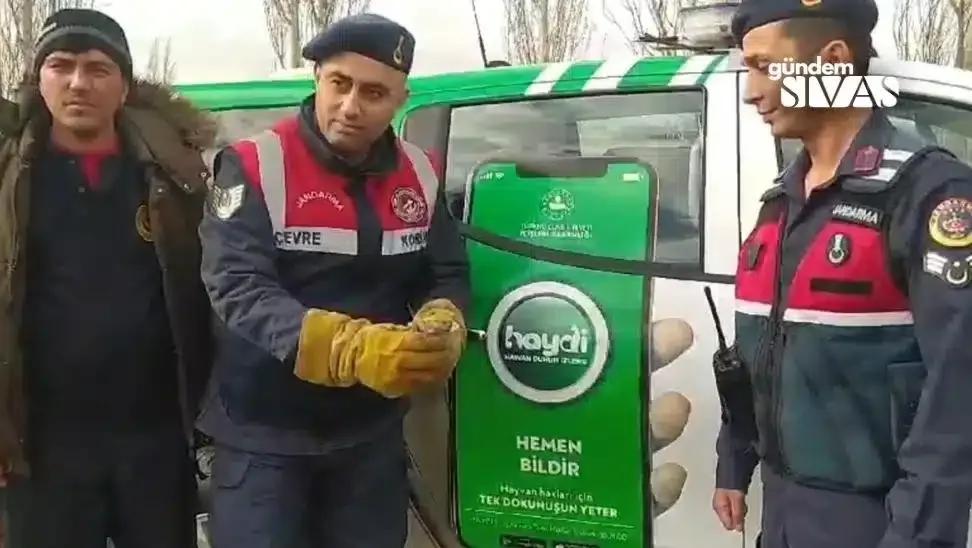 Kurtarılan Dikenli Keler, Adana'ya Geri Döndü