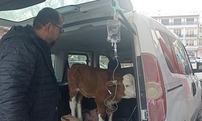 Sivas’ta Don Tehlikesi Ahırda Can Pazarı Yarattı: 6 Günlük Buzağıya Otomobilin Bagajında Hayat Kurtaran Müdahale