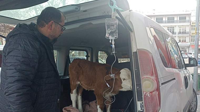 Bir adam, açık bagajlı bir araçta duran buzağıyı serum askısı ve damar yoluyla izliyor.