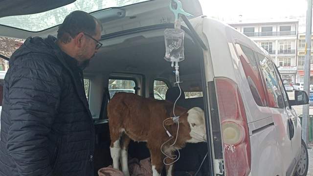 Sivas’ta Don Tehlikesi Ahırda Can Pazarı Yarattı: 6 Günlük Buzağıya Otomobilin Bagajında Hayat Kurtaran Müdahale