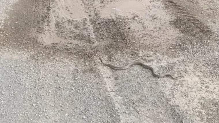 Yerdeki odun yığınının yanında bir yılan, toprak ve taşların üzerinde hareket ediyor.