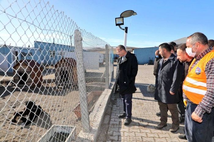 Çitlerle çevrili alandaki köpekleri inceleyen dört kişi ve turuncu yelekli bir adam görülüyor.