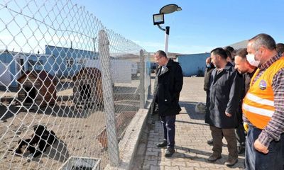 Vali Ziya Polat, sahipsiz sokak hayvanları doğal yaşam alanında incelemelerde bulundu - Birlik Haber Ajansı