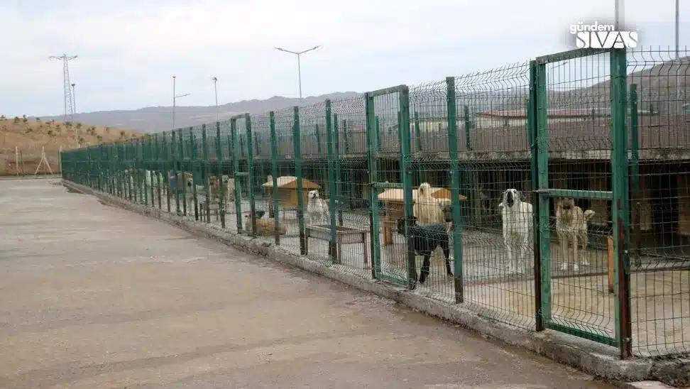 Yeşil çitlerle ayrılmış alanda, kulübelerin yanında duran birkaç köpek görülüyor.