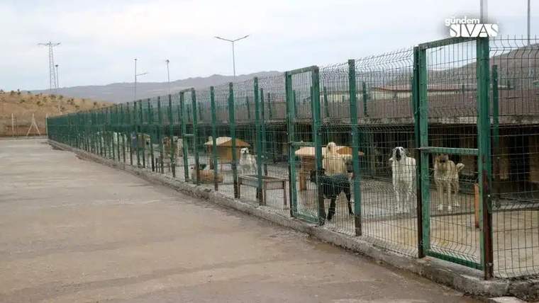 Yeşil çitlerle ayrılmış alanda, kulübelerin yanında duran birkaç köpek görülüyor.