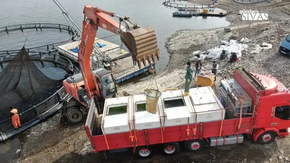 Türk Somonları, Avrupa'nın Sofralarına Yol Alıyor