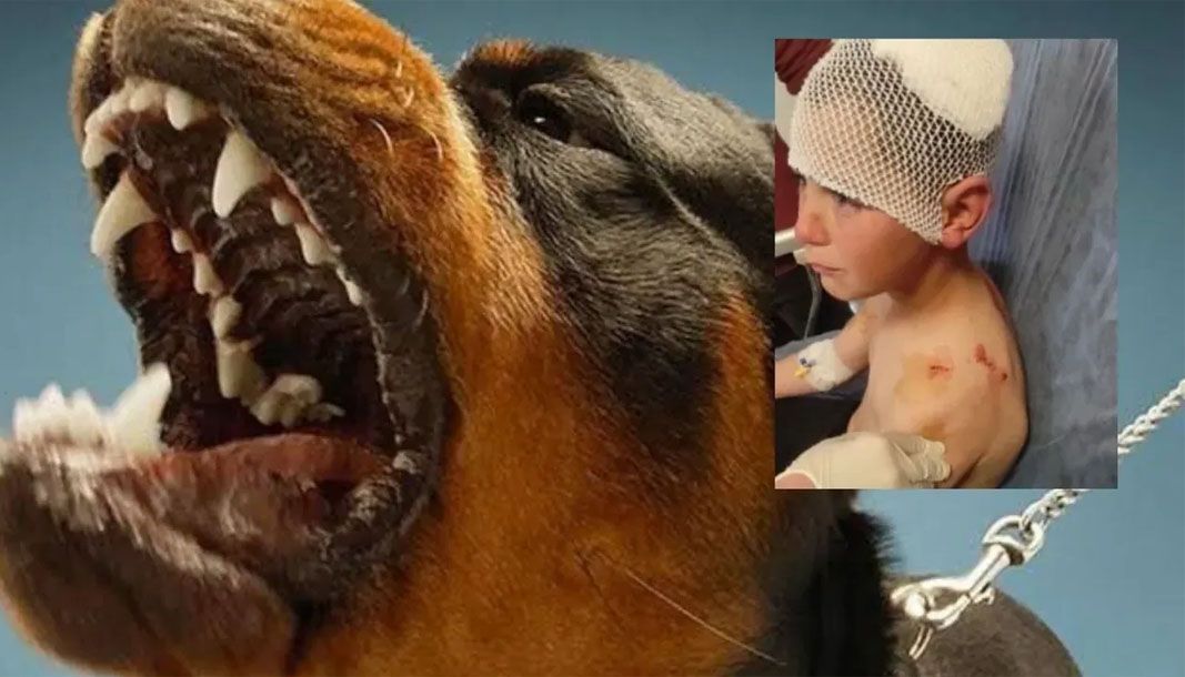 Isparta'da başıboş köpek 9 yaşındaki çocuğa saldırdı - Birlik Haber Ajansı