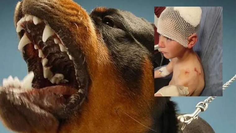 Isparta'da başıboş köpek 9 yaşındaki çocuğa saldırdı - Birlik Haber Ajansı