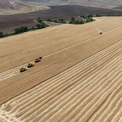 Sivas'ta Çiftçiyi Sevindiren Yağışlar Rekor Getirecek
