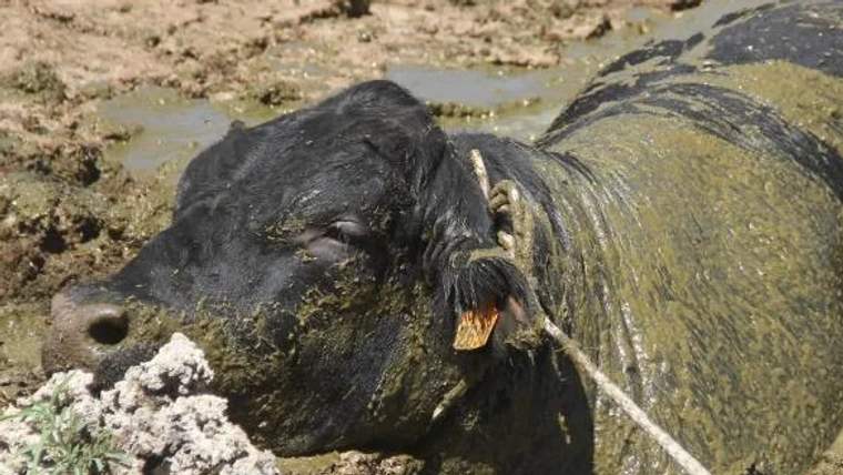 Sulu bir alanda, başı ve üst kısmı çamurla kaplı bir boğa, yere yatmış durumda.