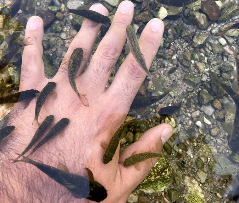 Sığ suda tutulan bir elin üzerinde ve çevresinde çok sayıda küçük koyu renkli balık görülüyor.