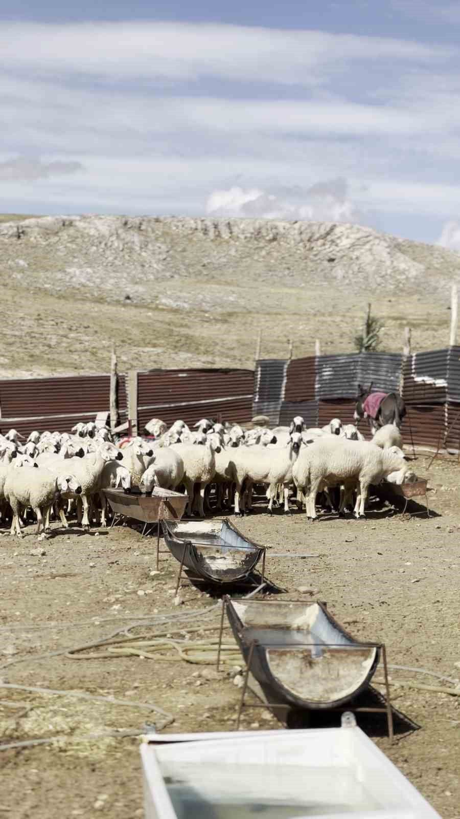 Mahken köyünde kuzuların zamanı nasıl planlanıyor?
