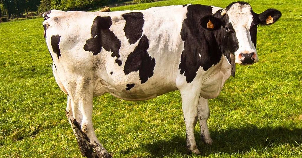 Sivas'ta Hayvancılık Destekleri İçin 2. Dönem Başvuruları Başladı: İşte Tüm Detaylar