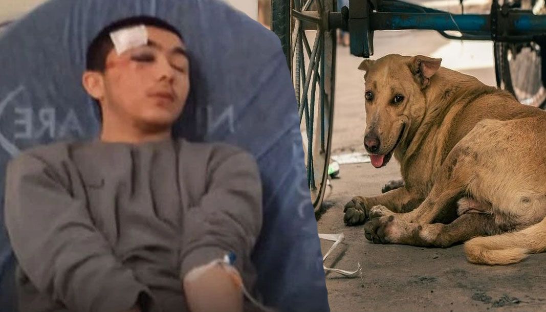 Sahipsiz sokak köpekleri Isparta'da gence saldırdı - Birlik Haber Ajansı