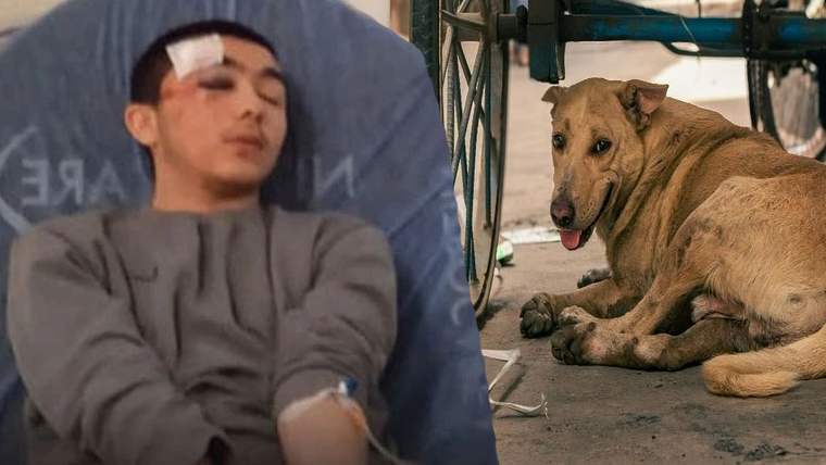 Yaralı bir genç hastanede yatıyor, yanında bir sokak köpeği oturuyor.