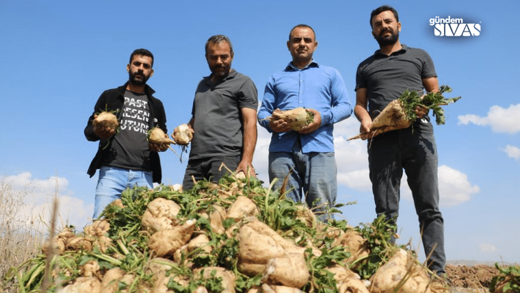 Dört çiftçi, ellerinde pancar tutarak, büyük bir pancar yığını önünde duruyor.
