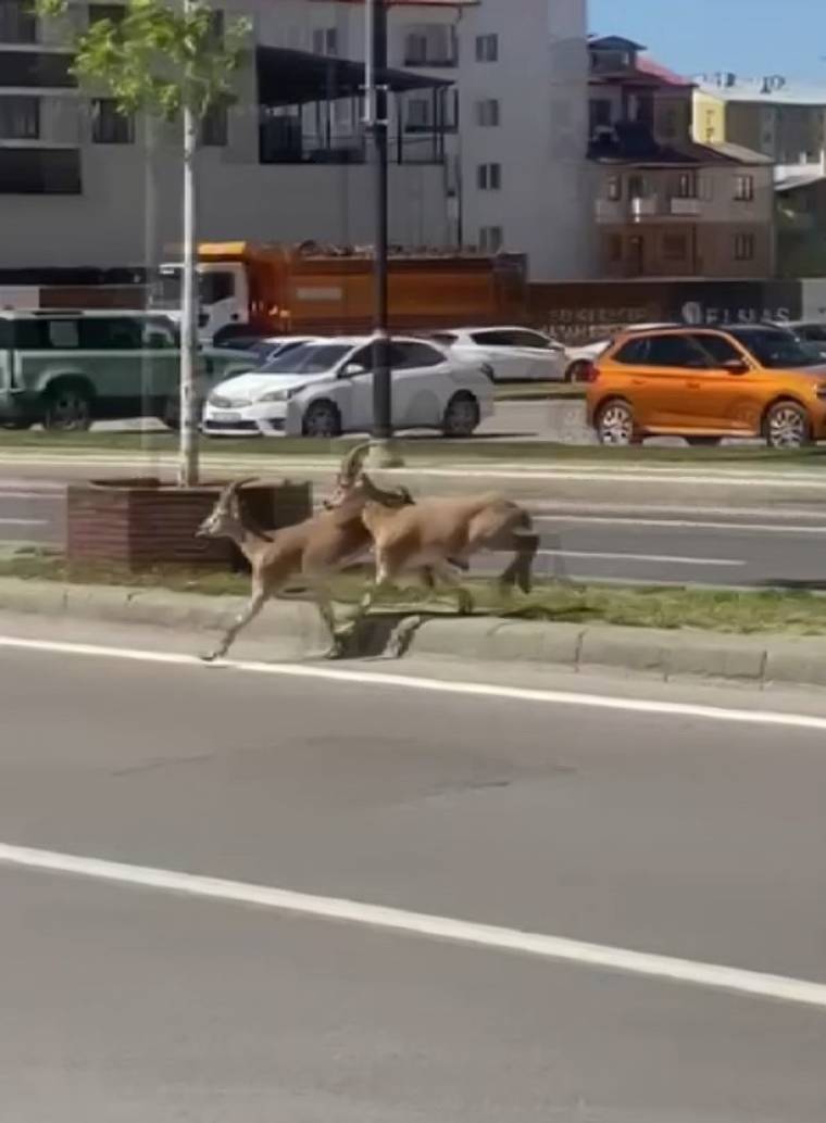 İki dağ keçisi, şehir merkezindeki kaldırımda koşarak ilerliyor.
