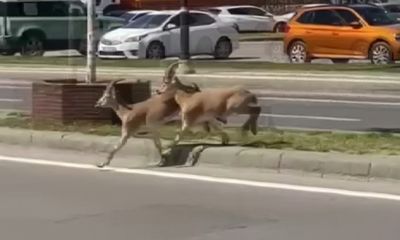 Sivas’ta Şaşırtan Anlar: Dağ Keçileri Şehir Merkezinde!