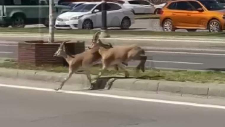 İki dağ keçisi, şehir merkezindeki kaldırımda koşarak ilerliyor.