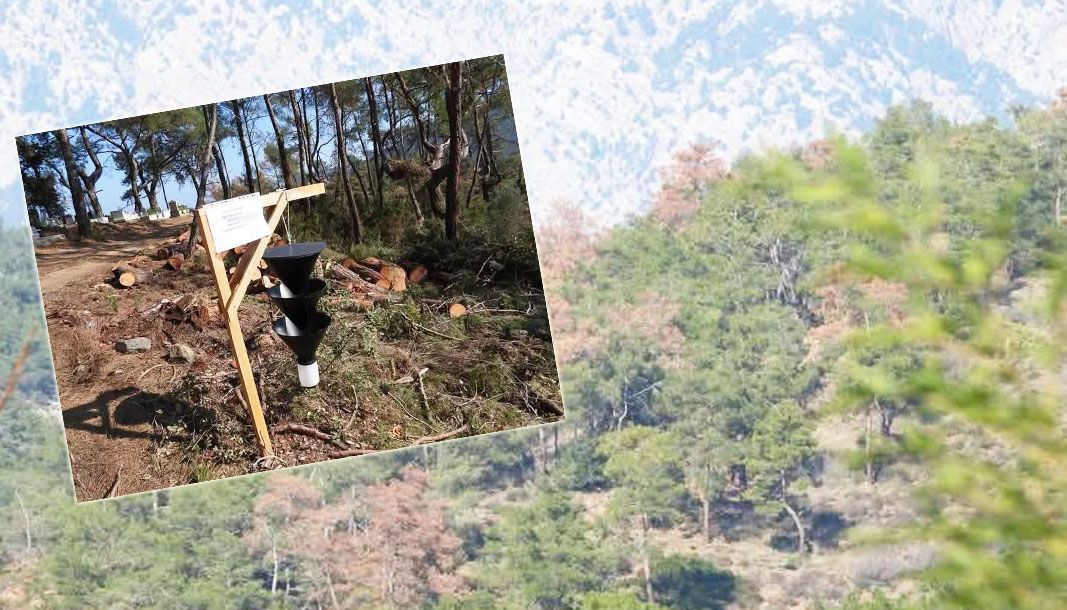 Antalya'da orman böcekleriyle mücadele başladı: Kuraklık ve ısınma ağaçları tehdit ediyor - Birlik Haber Ajansı