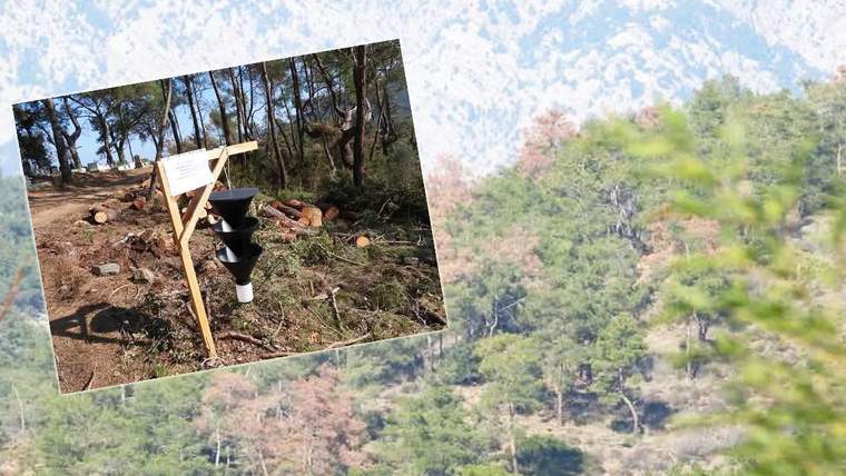 Çam ağaçları arasındaki orman zeminde kesilmiş kütükler ve tahta kazığa bağlı siyah huni biçimli düzenek görülüyor.