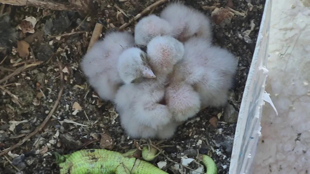 Doğa Mucizesi! Saksıda Yumurtlayan Kerkenezin Son Avı Herkesi Şaşkına Çevirdi
