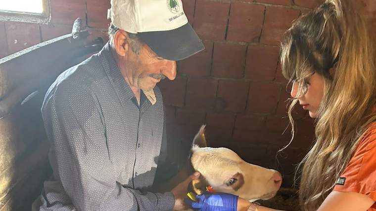 Ahırda bir kadın, iki kişinin tuttuğu buzağının kulağına mavi eldivenlerle müdahale ediyor.