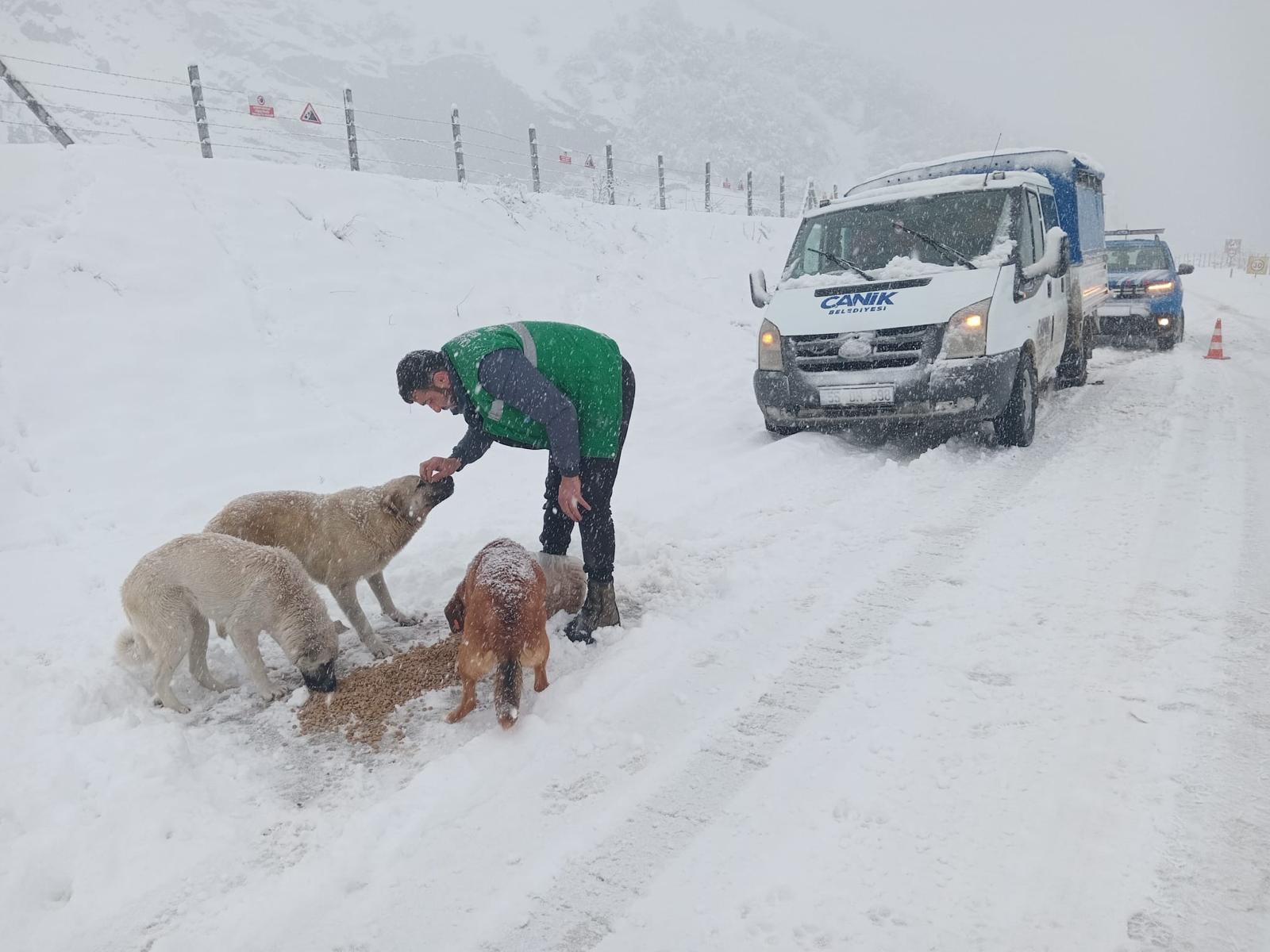 Canik’te sokak hayvanlarına kış desteği - Birlik Haber Ajansı