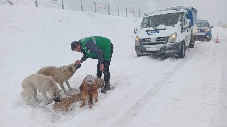Canik’te sokak hayvanlarına kış desteği - Birlik Haber Ajansı