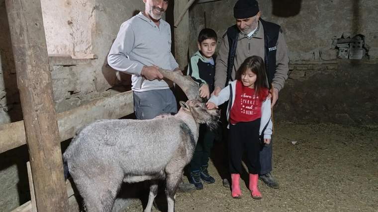 Bir adam, iki çocuk ve bir başka kişi, yaralı dağ keçisini okşuyor.