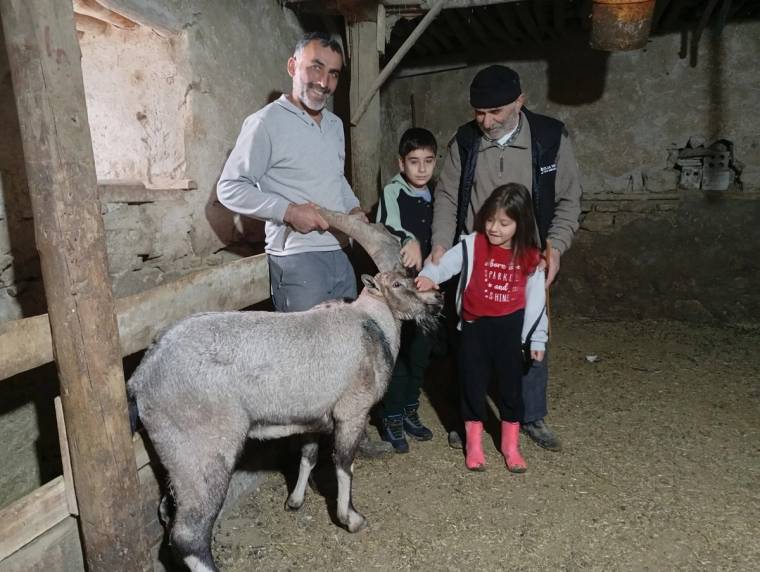 Bir adam, iki çocuk ve bir başka kişi, yaralı dağ keçisini okşuyor.