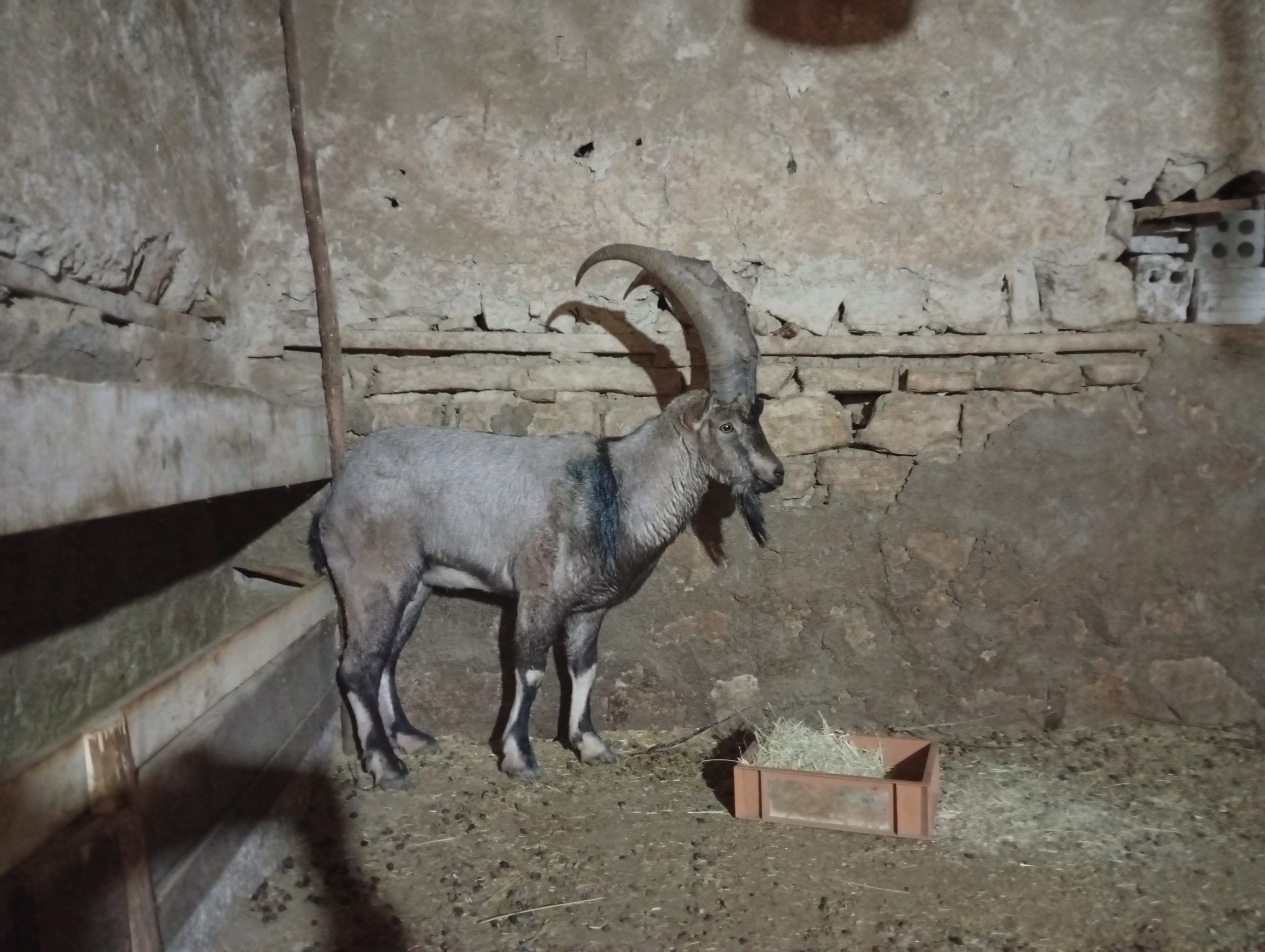 Sivas'ta Yaralı Dağ Keçisi "Garip" Doğaya Döndü