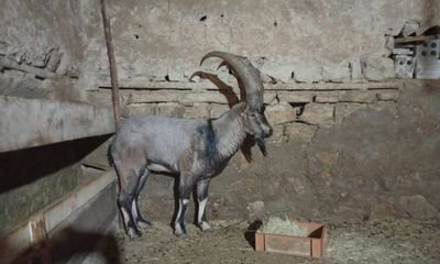 Sivas'ta Yaralı Dağ Keçisi "Garip" Doğaya Döndü