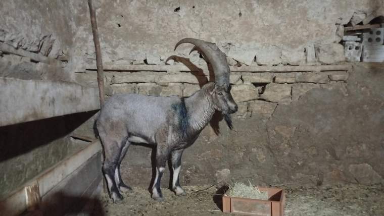 Taş duvarlı bir barınakta, uzun kıvrık boynuzlu bir dağ keçisi yemliğin yanında duruyor.