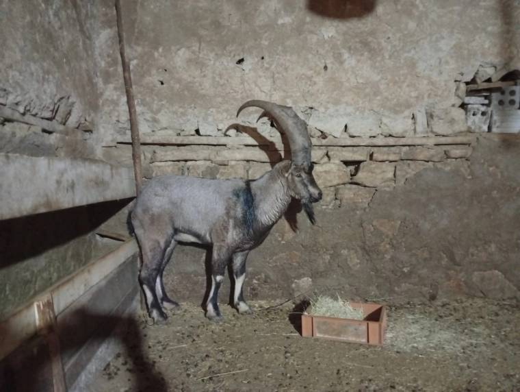 Taş duvarlı bir barınakta, uzun kıvrık boynuzlu bir dağ keçisi yemliğin yanında duruyor.