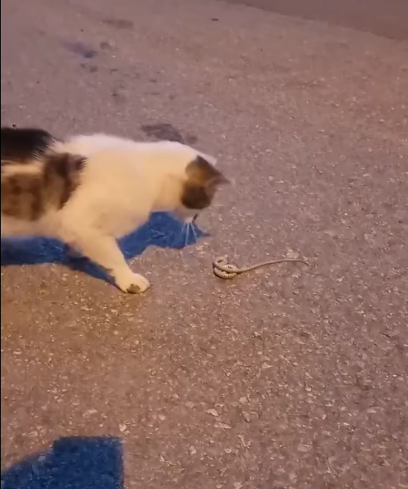 Sivas’ta Kedi ile Yılanın Şaşırtan Dansı!