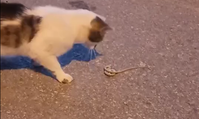 Sivas’ta Kedi ile Yılanın Şaşırtan Dansı!