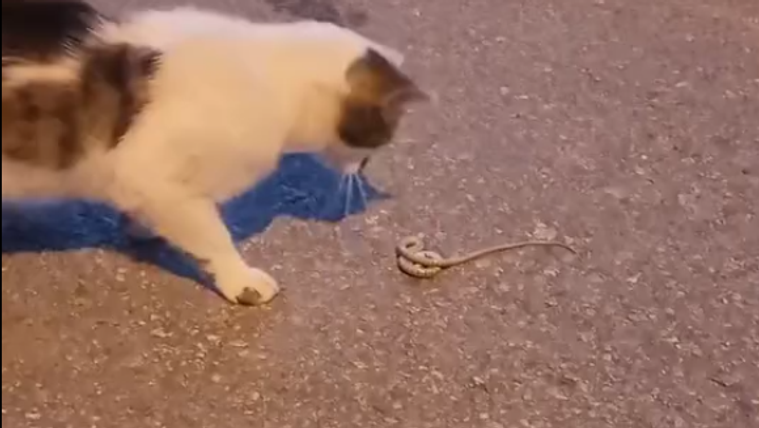 Bir kedi, yılanın yanına yaklaşarak dikkatle bakıyor.