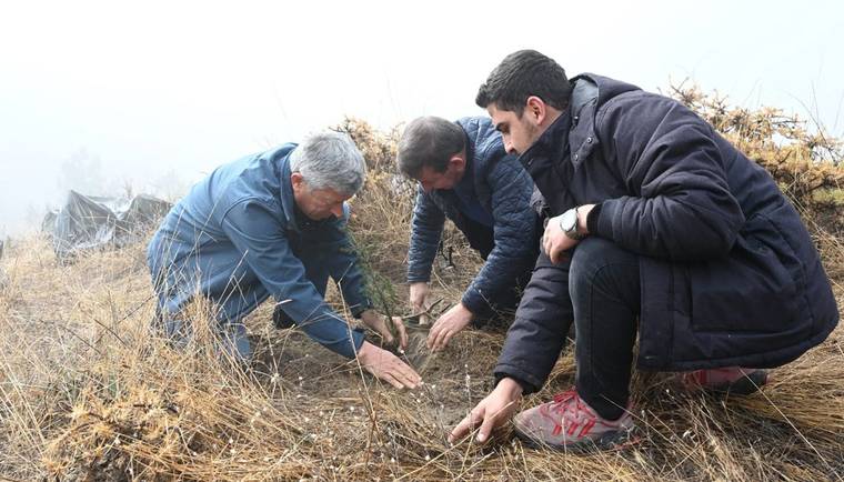 Üç kişi, kuru otlarla kaplı arazide elleriyle toprağa küçük fidanlar yerleştiriyor.